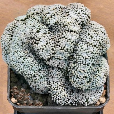 Mammillaria_luethyi_cristata